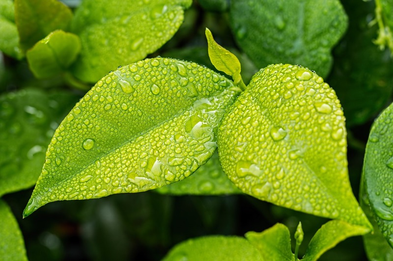 Análise foliar, folhas verdes