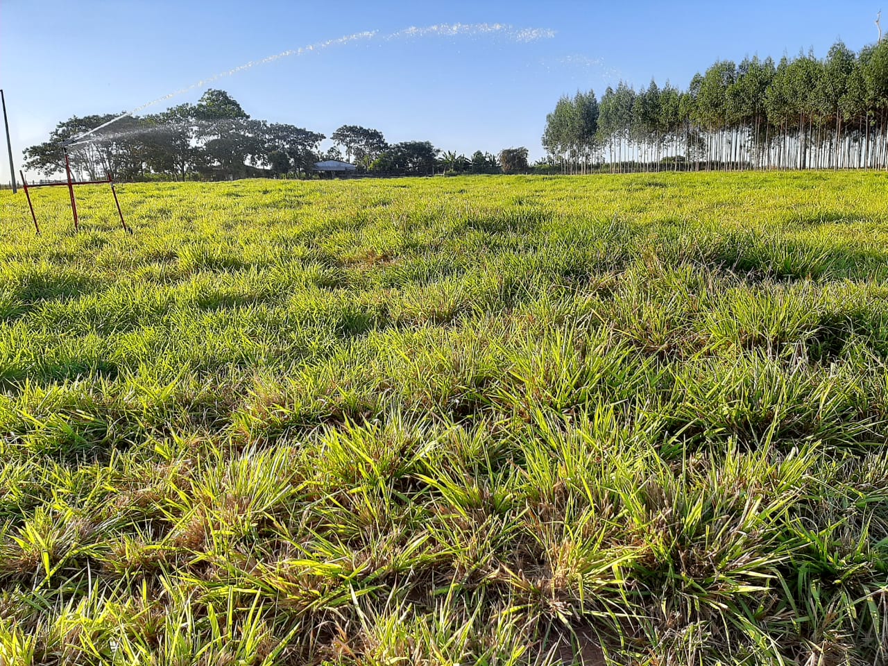 implantar um sistema de irrigação