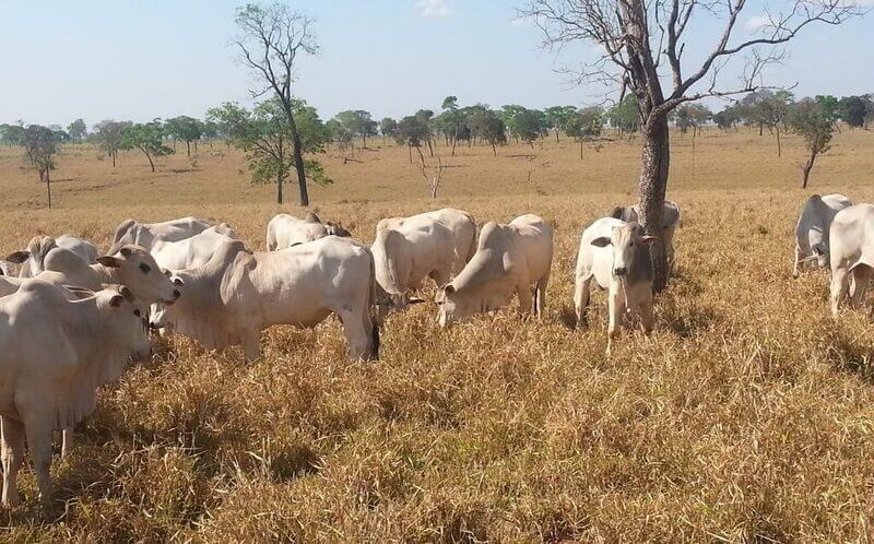 Período de seca: dicas para não ter perdas nesse período do ano