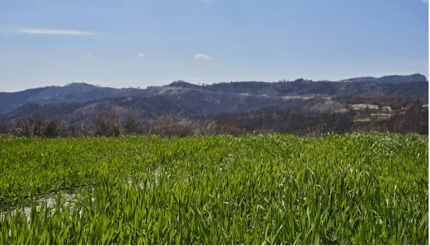 Capim Vaquero: vale a pena investir nessa opção?