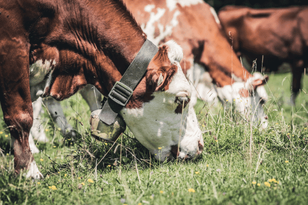 Diferimento de pastagem ou pastejo diferido: quais as vantagens dessa prática?