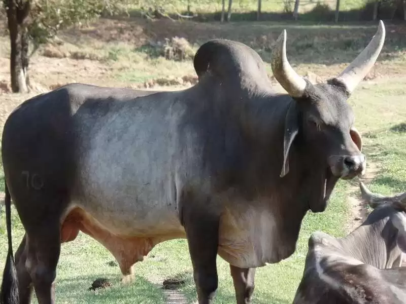 Gado Guzerá: características sobre essa raça