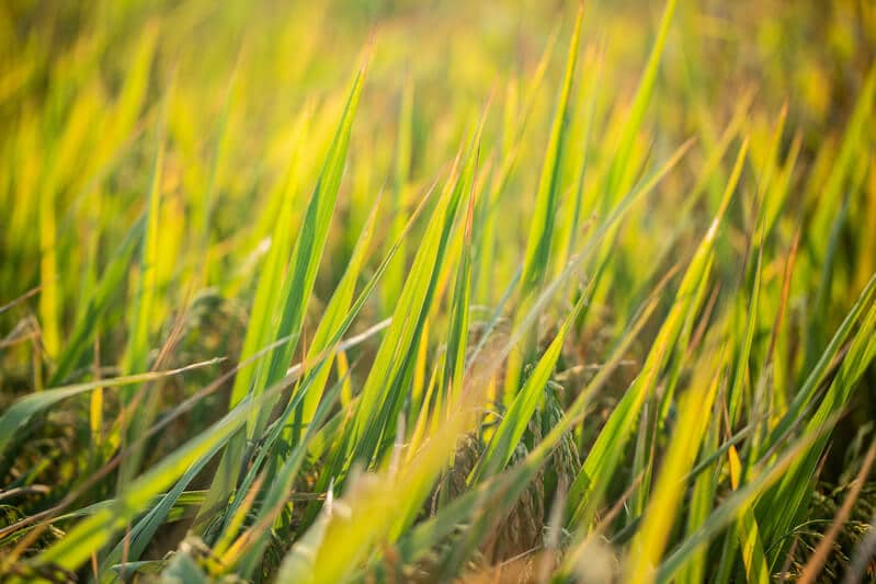 Calcário em pastagem: vale a pena investir?