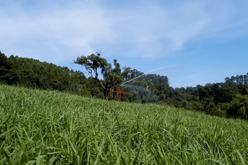 Irrigação de pastagem: quais os benefícios ao investir?