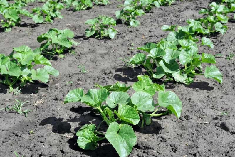 Irrigação de melão: práticas para melhorar a produtividade