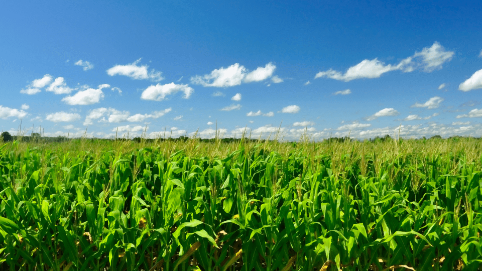 lavoura-como-aumentar-a-produtividade