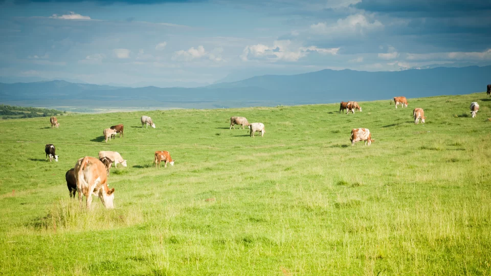 como-fazer-irrigacao-de-pasto-confira-4-dicas