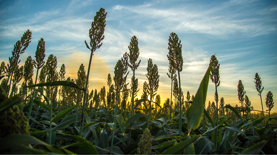 plantação de sorgo