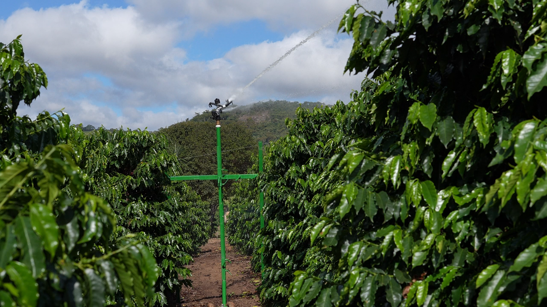 irrigação no cultivo de café